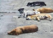 Anjing Peliharaan Diduga Diracuni, Pemilik Desak Polres Bone Bolango Usut Tuntas 