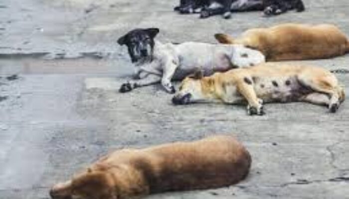 Anjing Peliharaan Diduga Diracuni, Pemilik Desak Polres Bone Bolango Usut Tuntas 