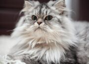 Tips Memilih Kandungan Shampo Kucing Untuk Kesehatan Bulu