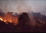 Kebakaran Hutan dan Lahan di Taliabu Utara, Kebun Cengkeh hingga Kakao Warga Dilalap Api